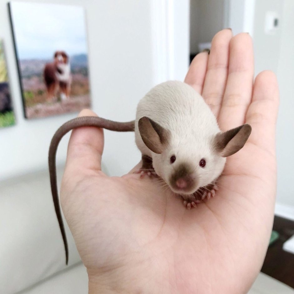 Крыса рекс Сиам