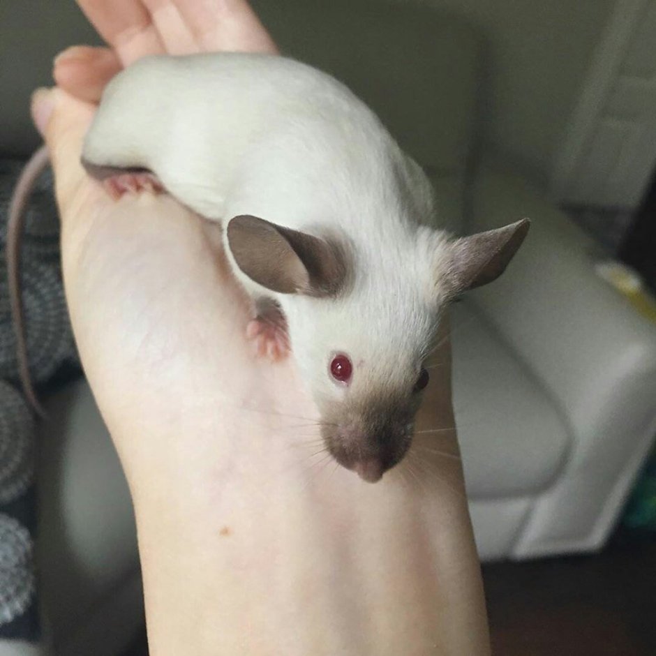 Крыса Дамбо Сиам