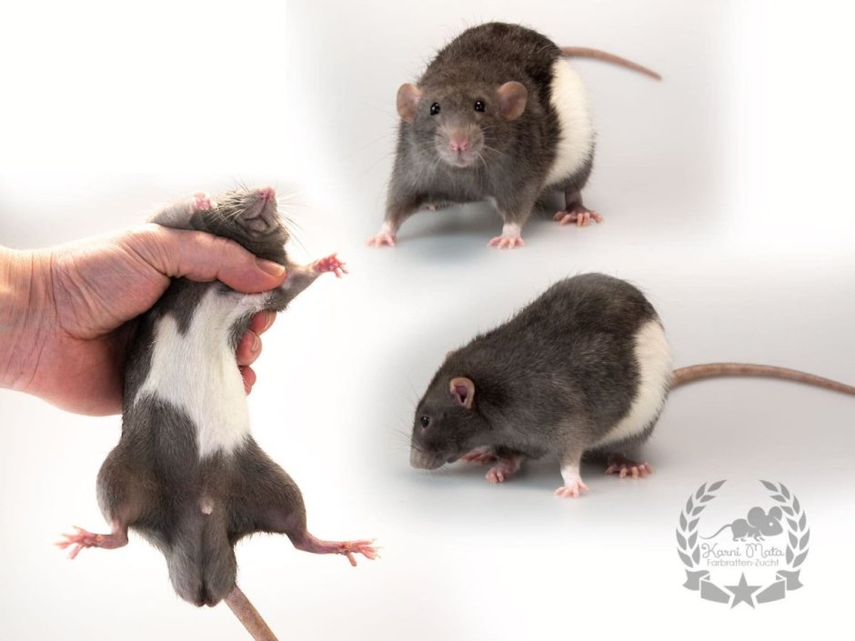 Заводчики крыс