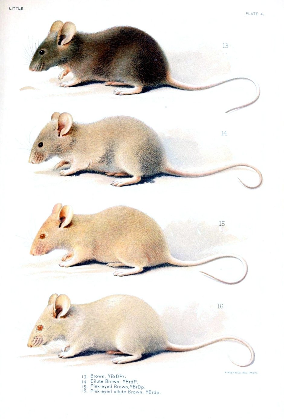 Крыса декоративная сбоку