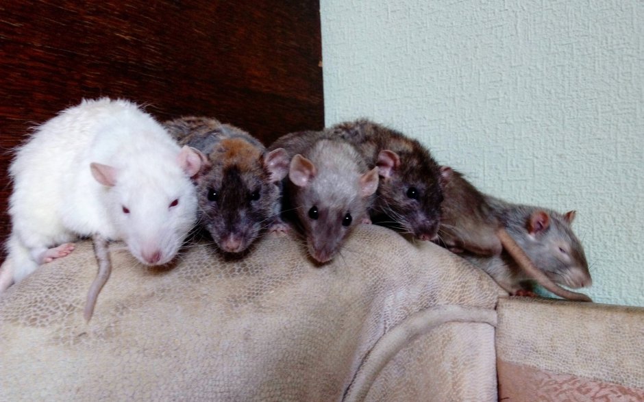 Крыса Дамбо рекс Сиам