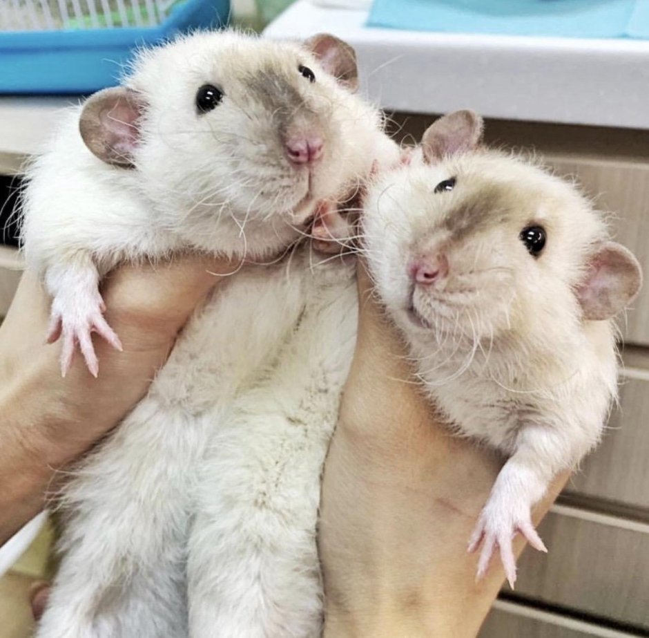 Крыса Дамбо Сиам