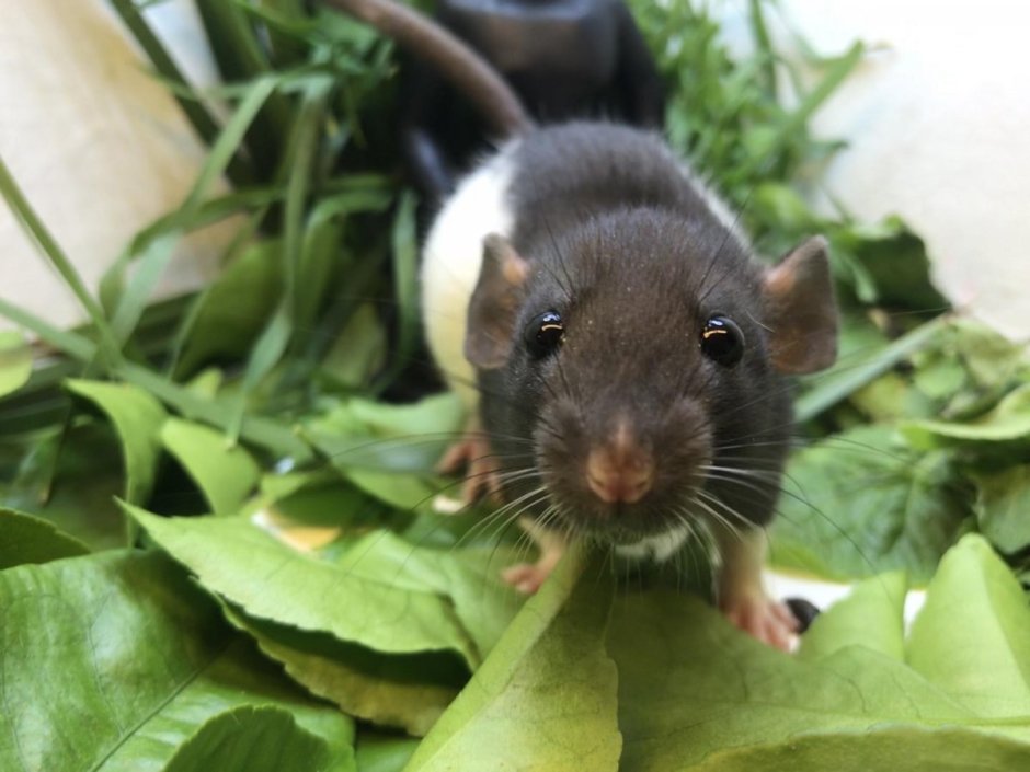 Крыса черный Соболь