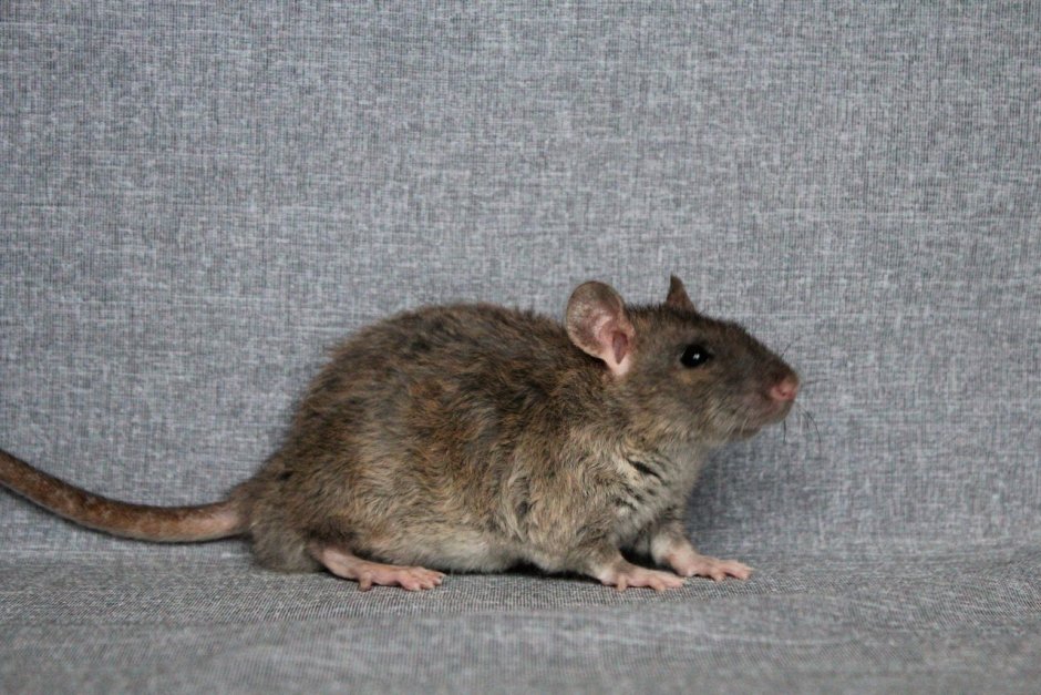 Крыса голубой агути