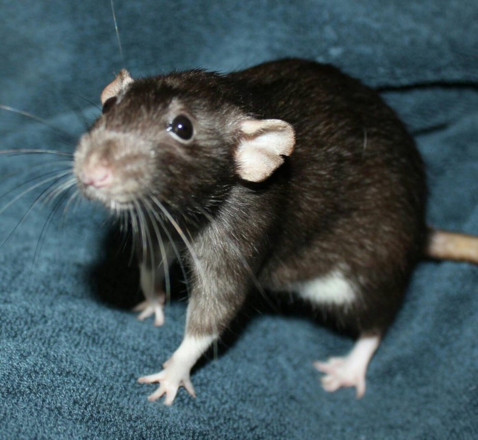 Агути биколор крыса