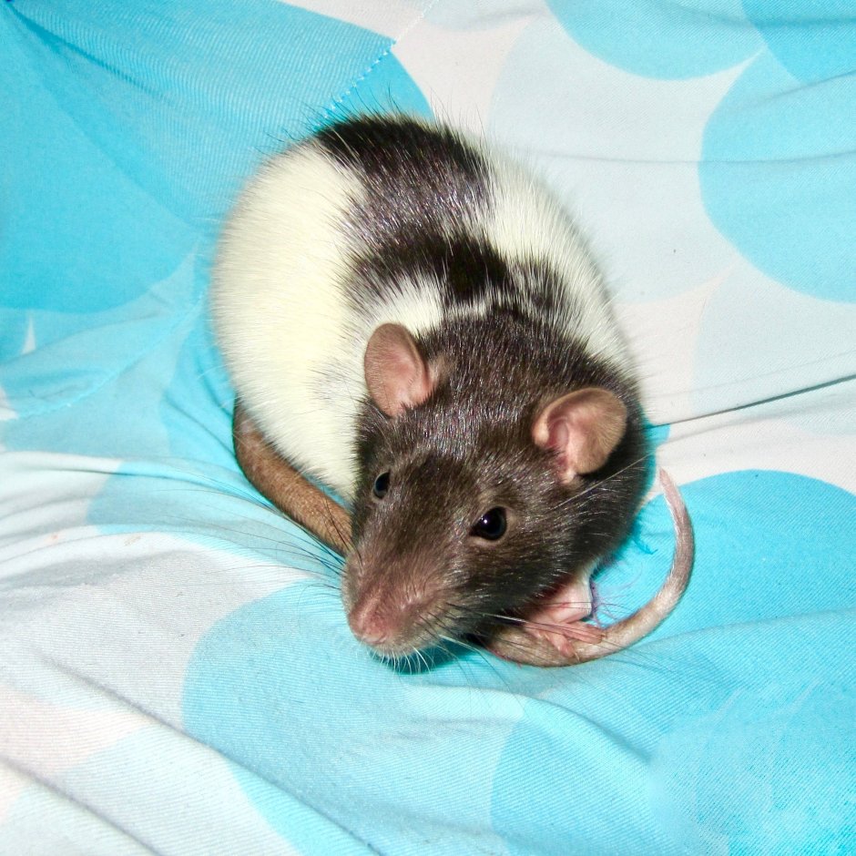 Крыса голубой агути