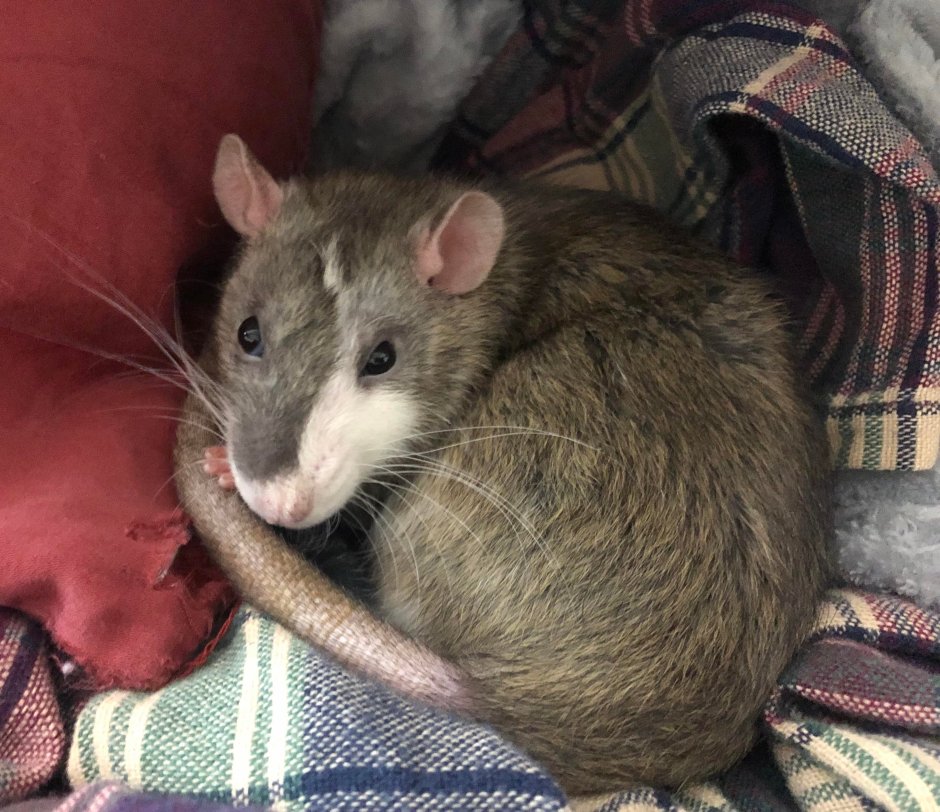 Мыши агути волос