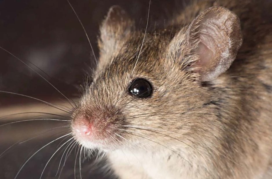 Paucidentomys vermidax