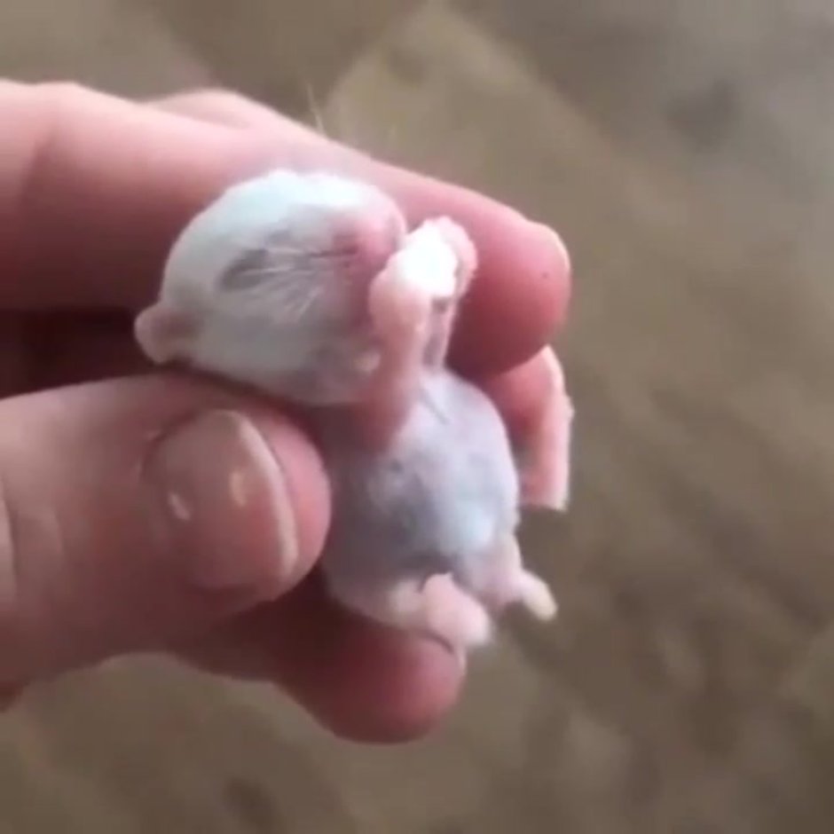 Хомячиха может родить без хомяка