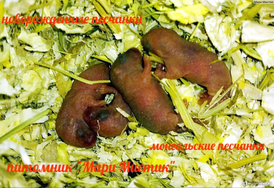 Беременный джунгарский хомяк
