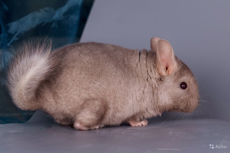 Шиншилла эбони голубой