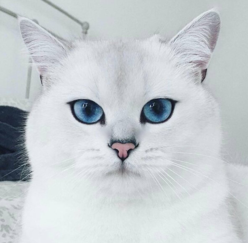 Шиншилла Пойнт Коби