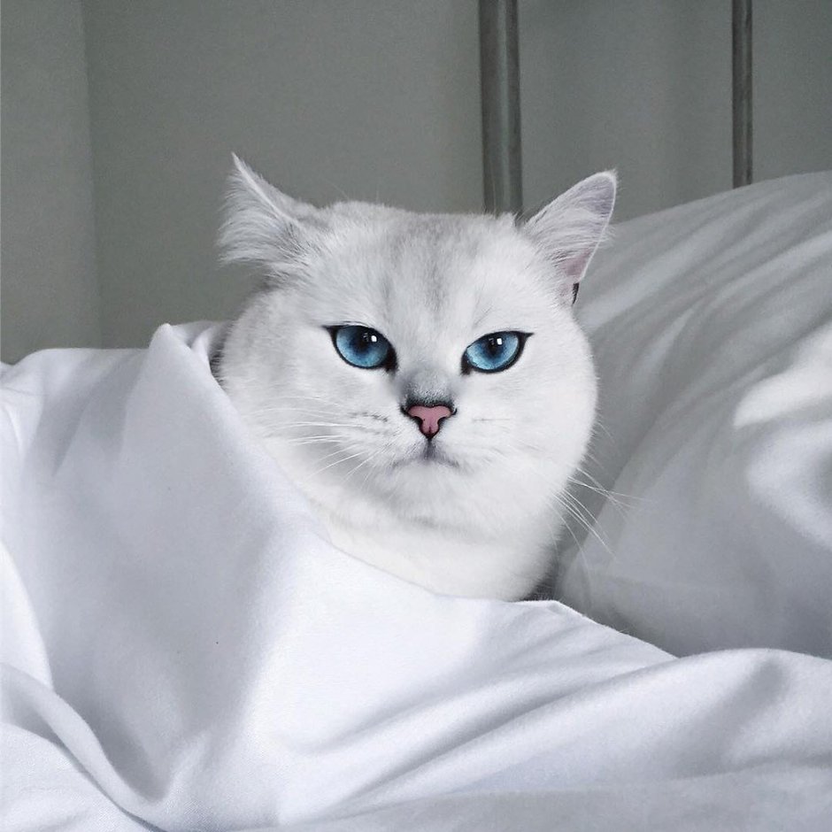 Шиншилла Пойнт Коби