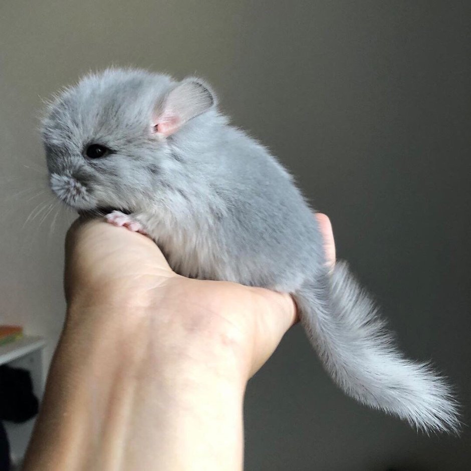 Короткохвостая шиншилла