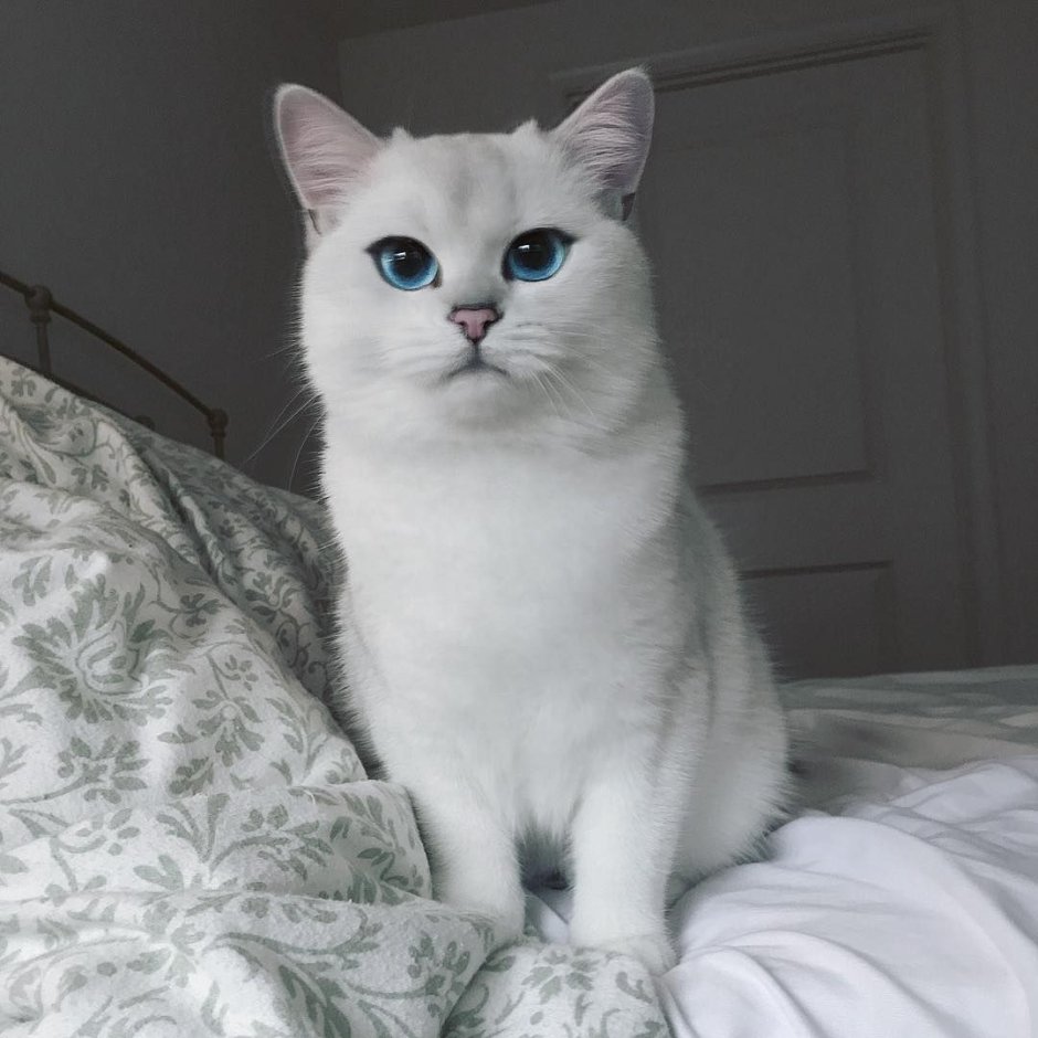 Британская шиншилла белая
