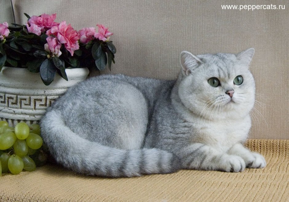 Белая кошка с голубыми глазами