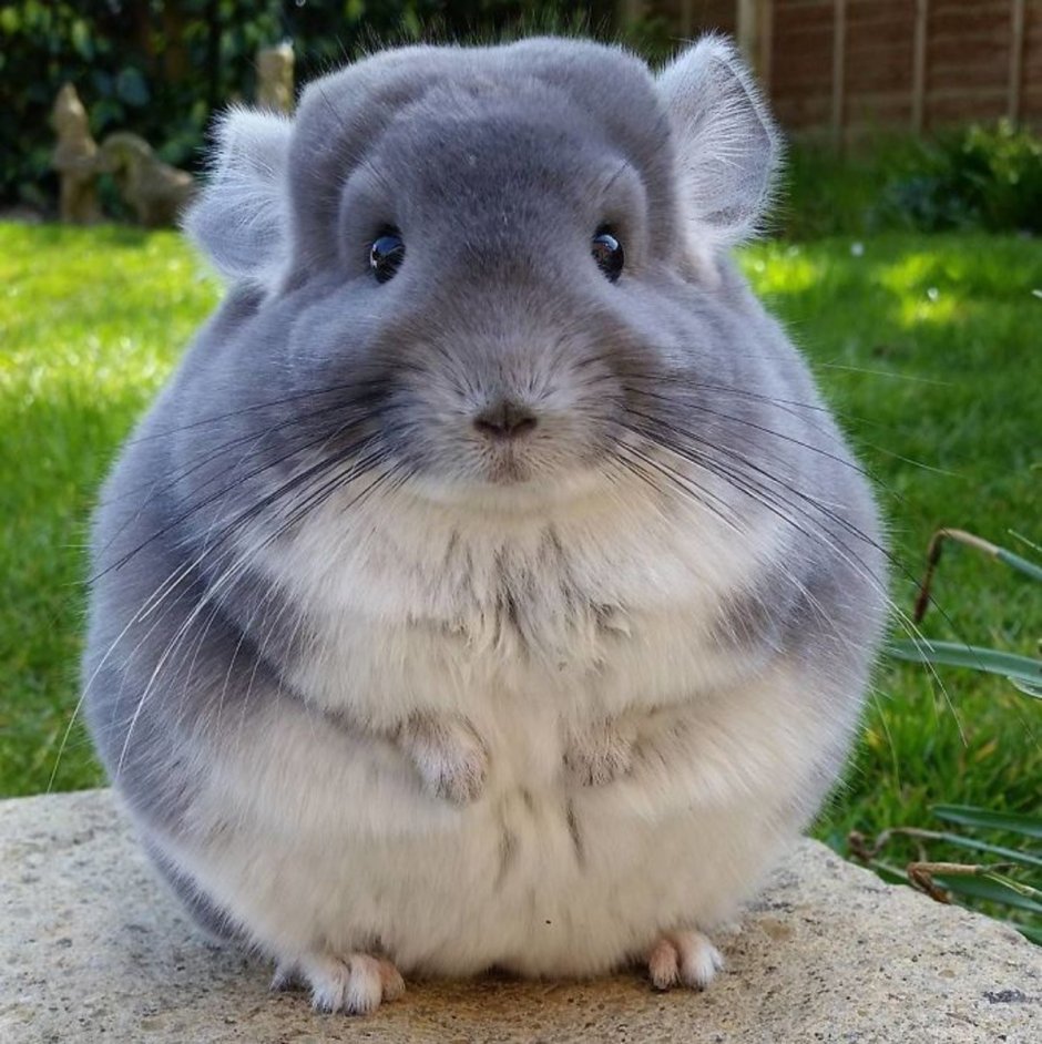 Шиншилла эбони