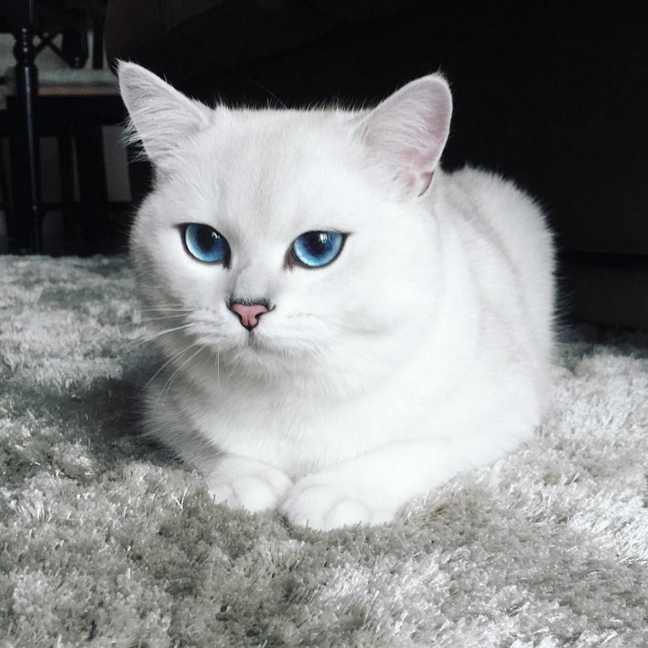 Британская шиншилла Уоби