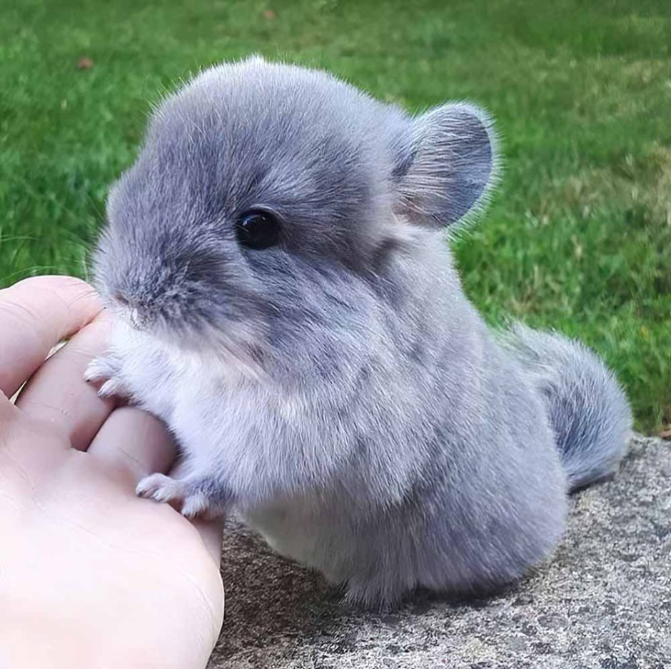Короткохвостая шиншилла