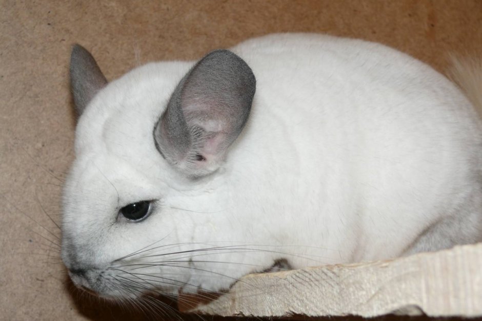 Шиншилла Chinchilla lanigera