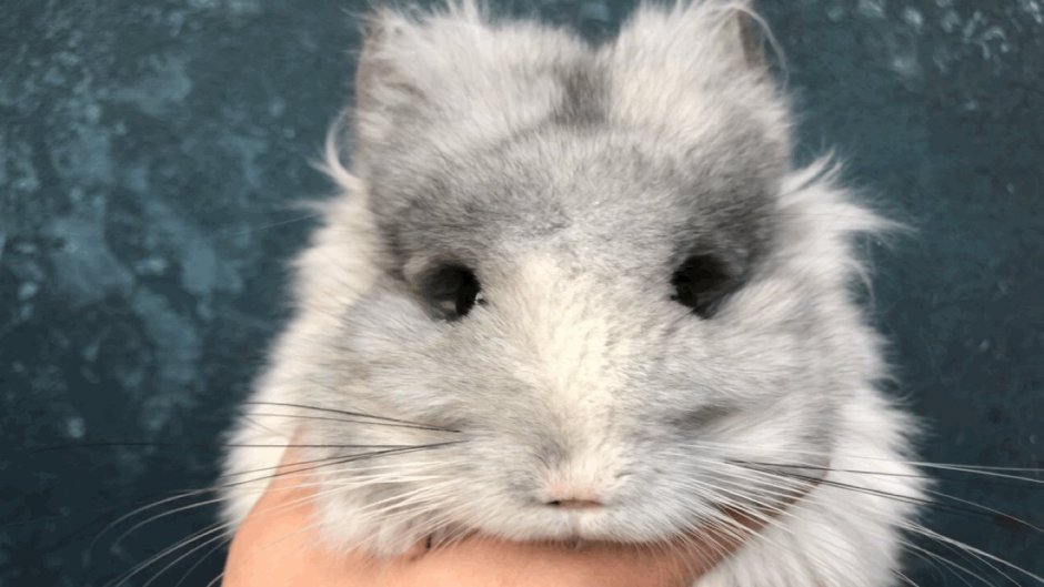 Шиншилла агути