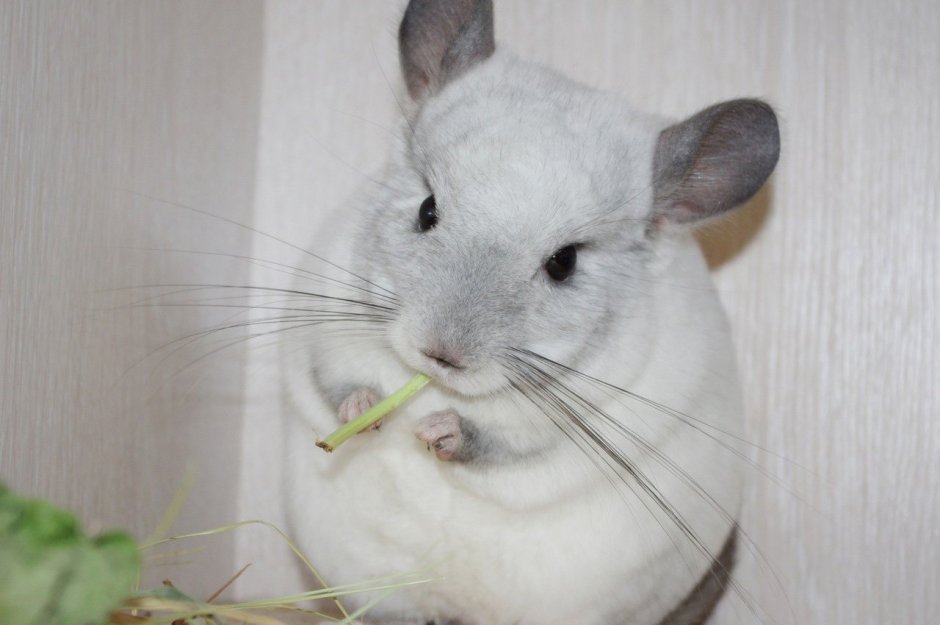 Короткохвостая шиншилла