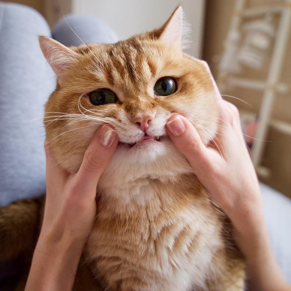 Кот с большими щёчками