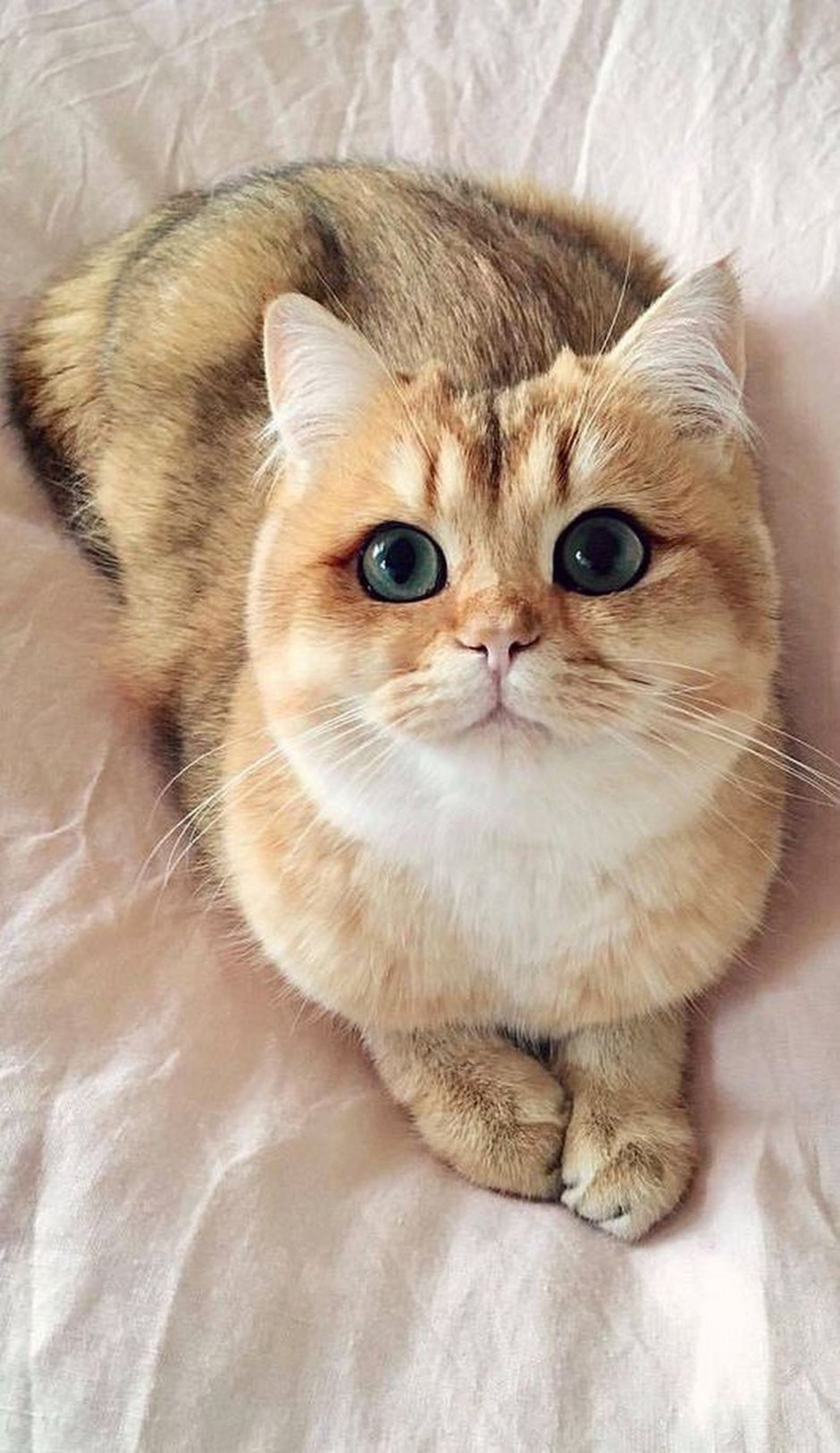 Манчкин шиншилла