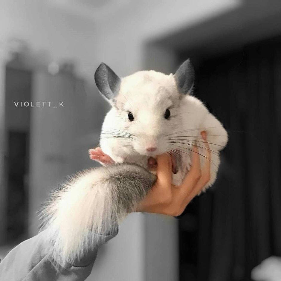 Милые шиншиллы