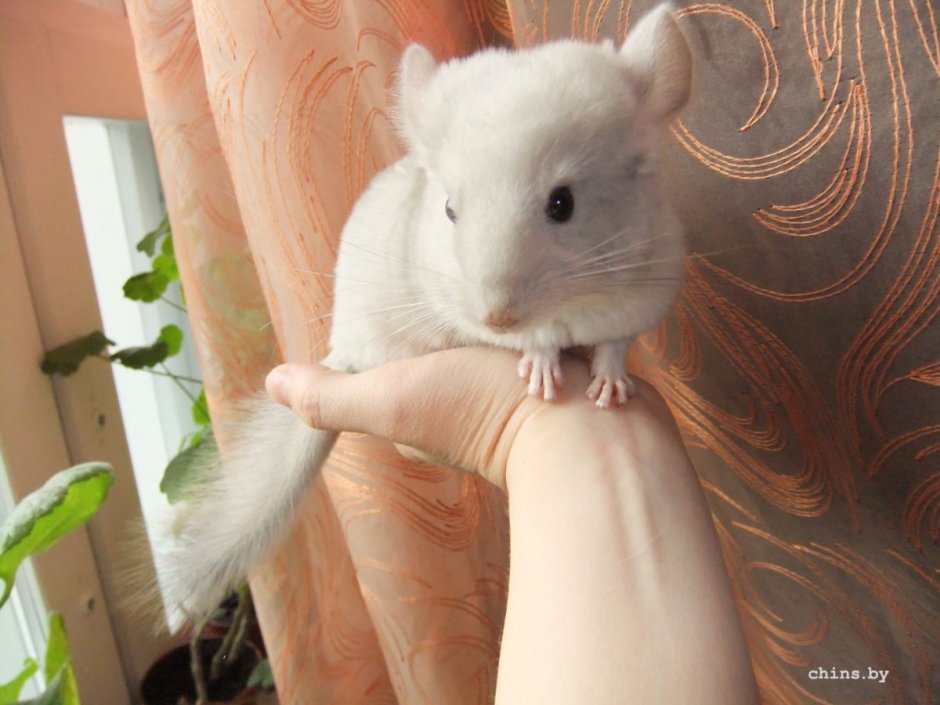 Рыжая шиншилла