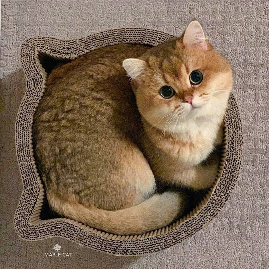 Британская Золотая шиншилла Манчкин
