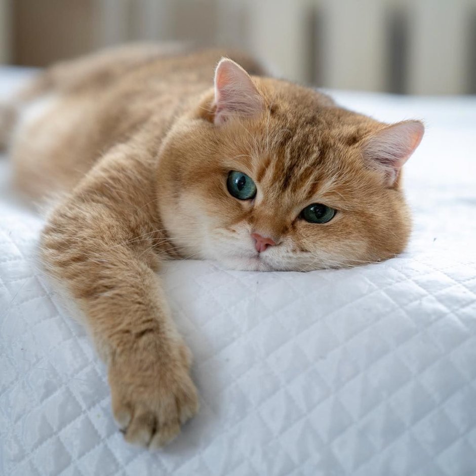 Скоттиш страйт Хосико