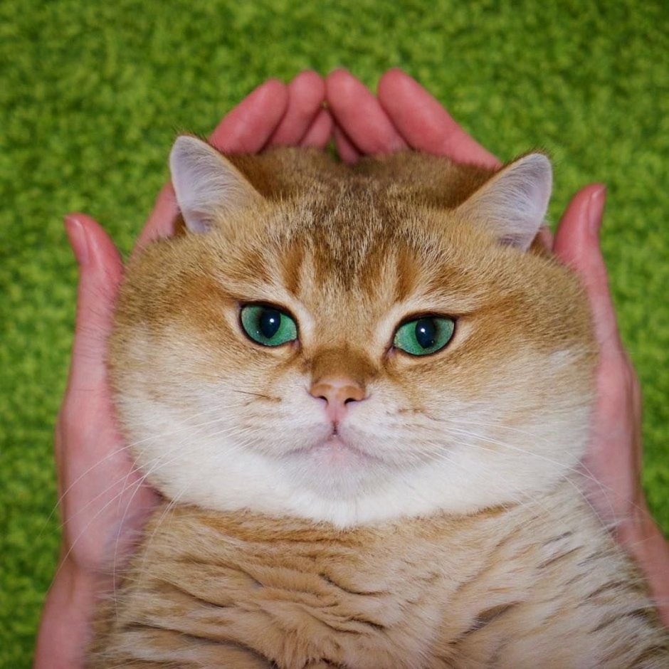 Хосико Кэт