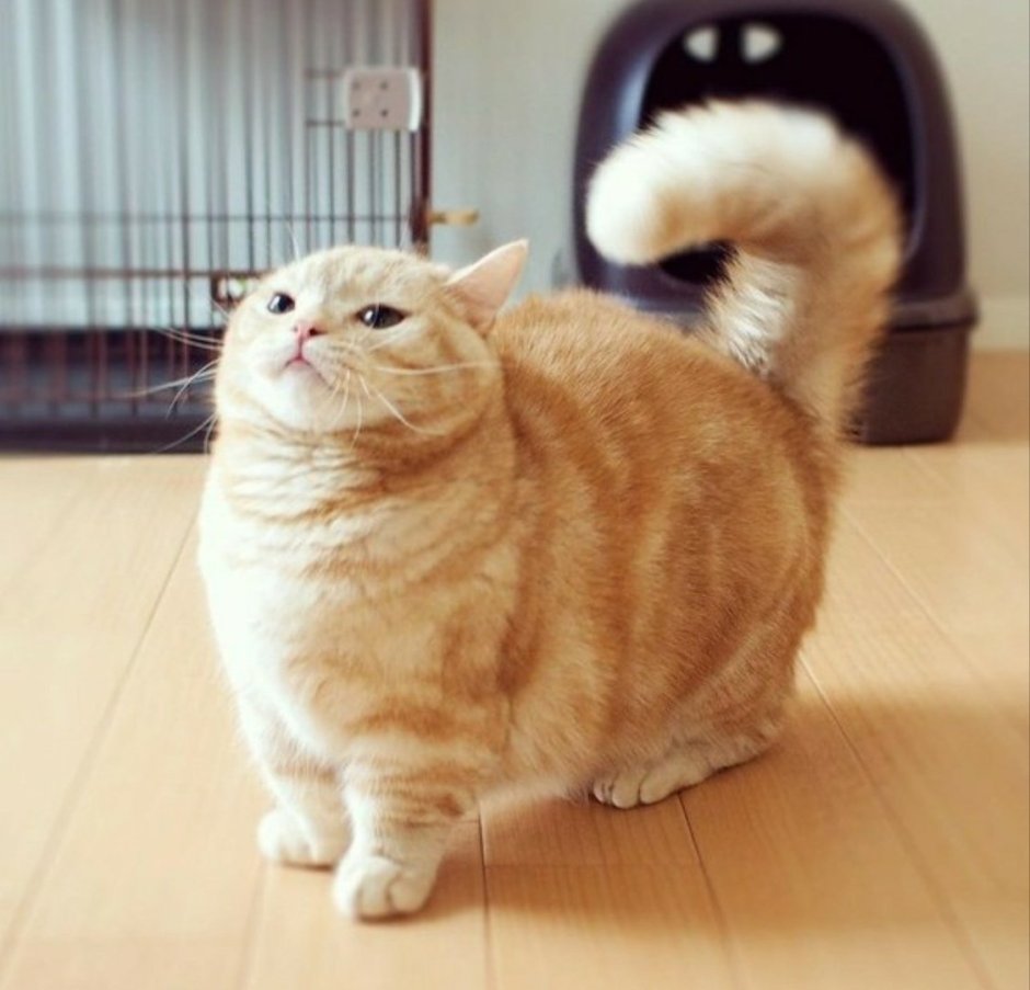 Манчкин кот рыжий