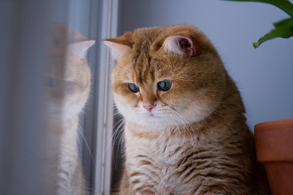 Скоттиш страйт Хосико