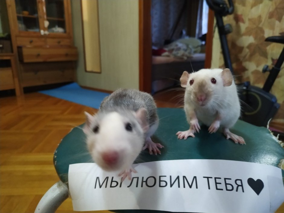 Мыши в живописи