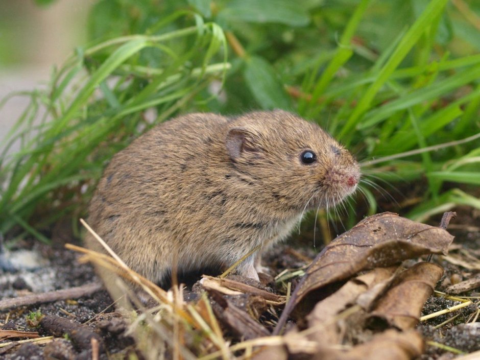 Серая полевка – Microtus arvalis