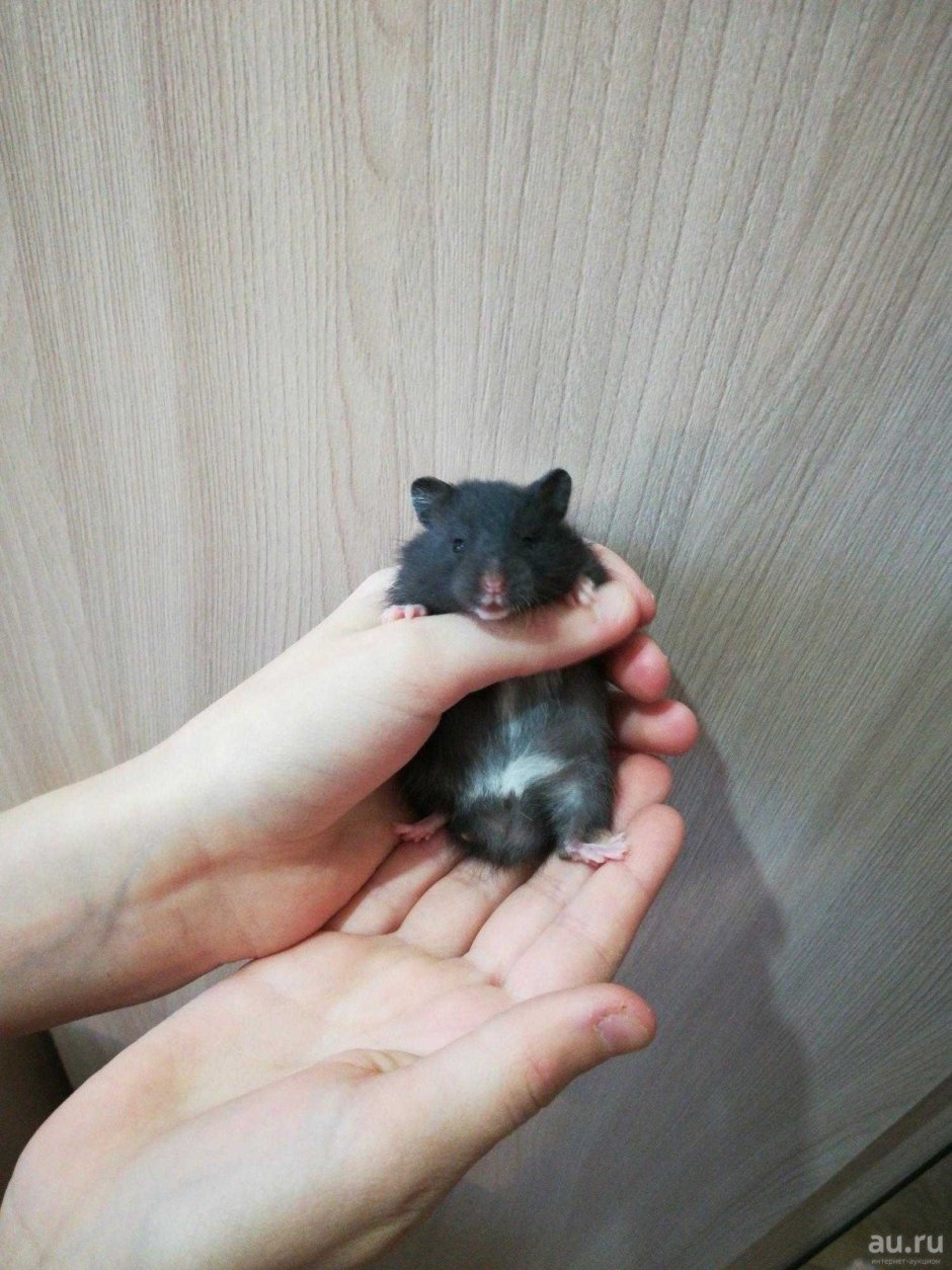 Хомяк ангорский черный сирийский