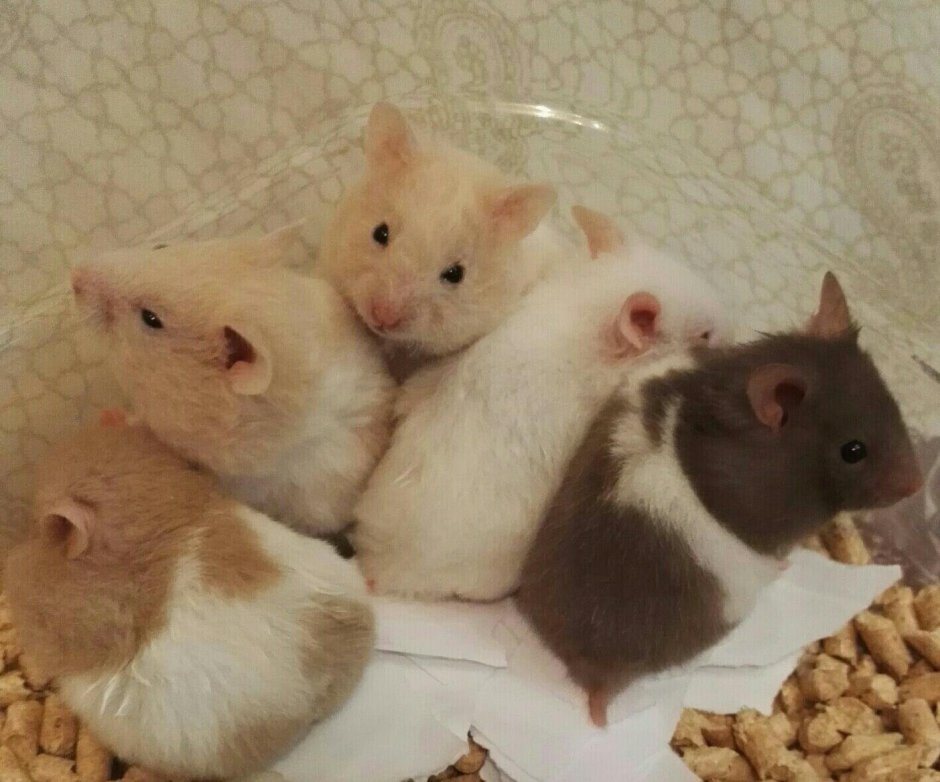 Сирийский хомяк рекс