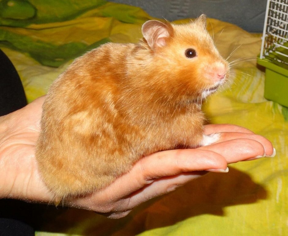 Сирийский хомяк короткошерстный