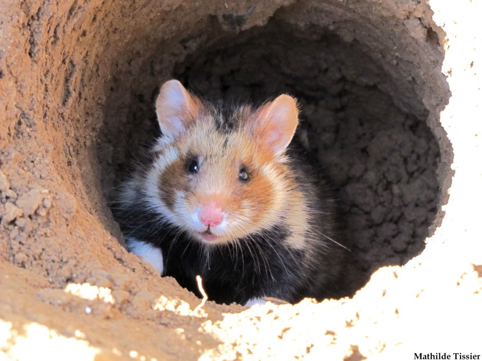 Обыкновенный хомяк Cricetus Cricetus