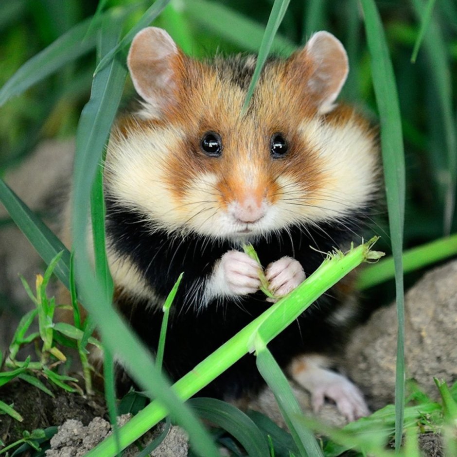 Cricetus Cricetus