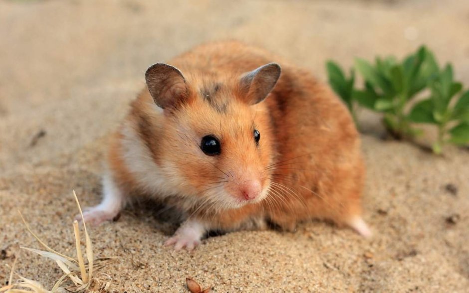 Micromys minutus