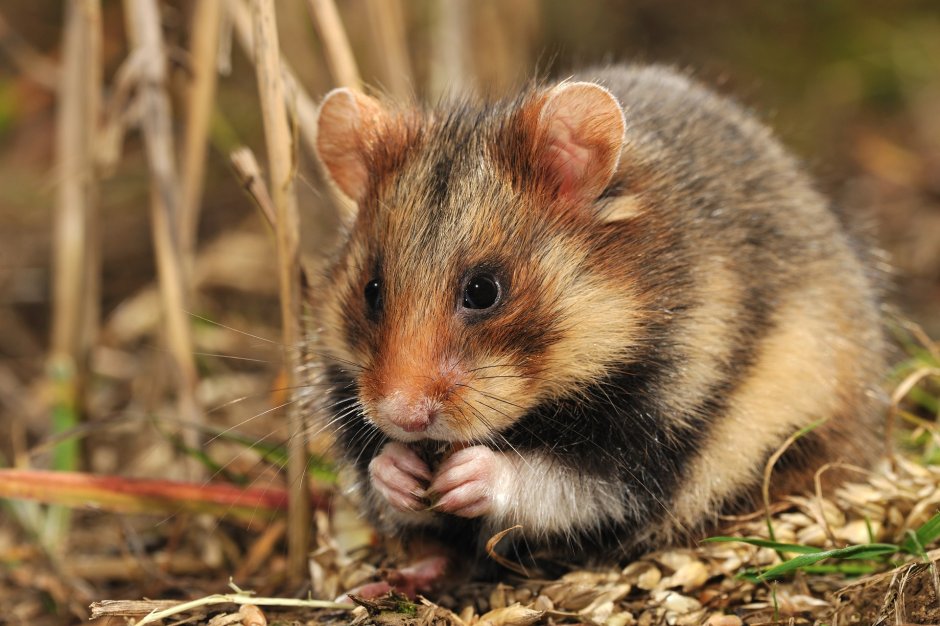 Лесная мышь (Apodemus sylvaticus)