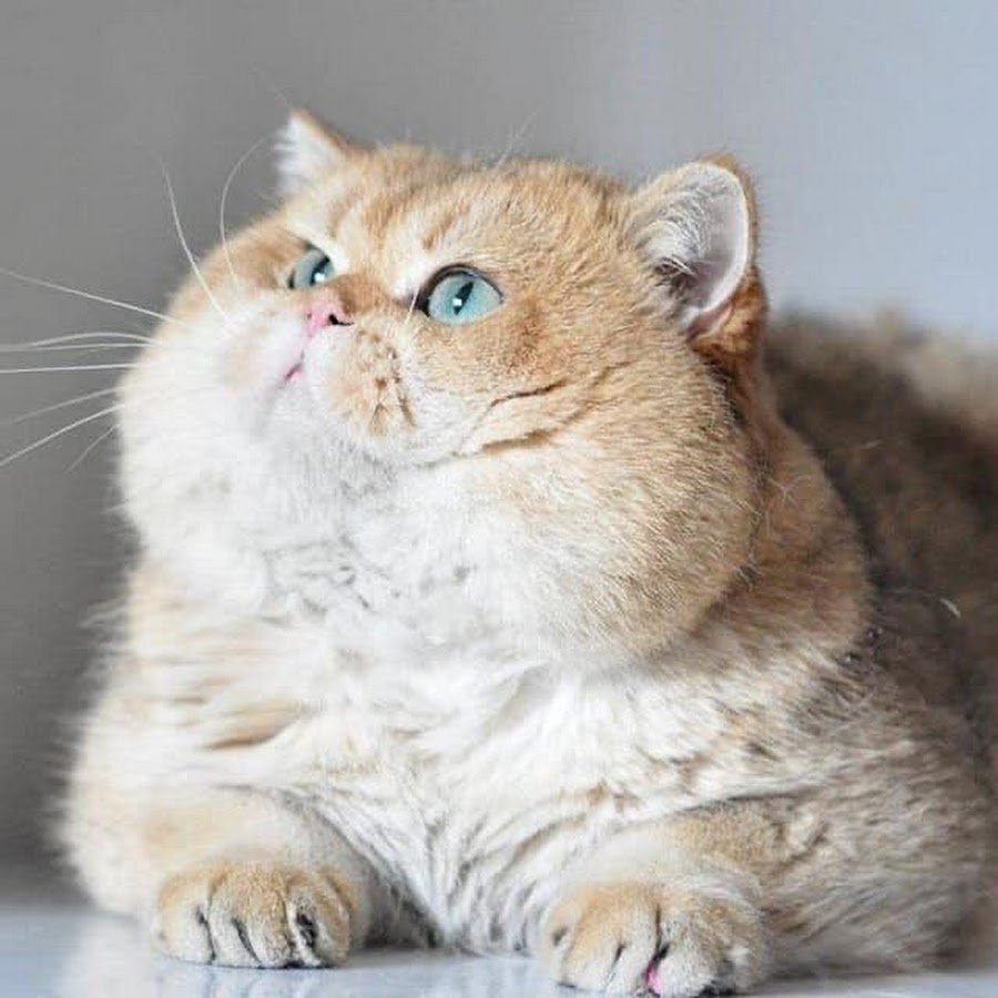 Британский длинношерстный кот