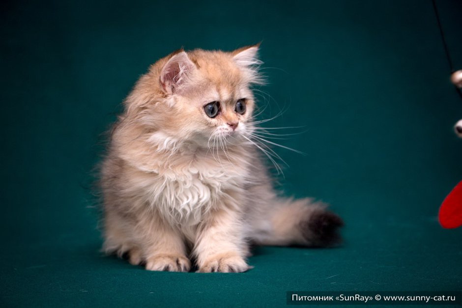 Британская длинношерстная окрас ny11