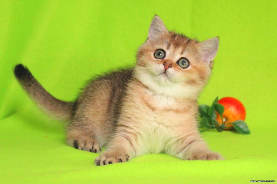 NY 11 Британская шиншилла