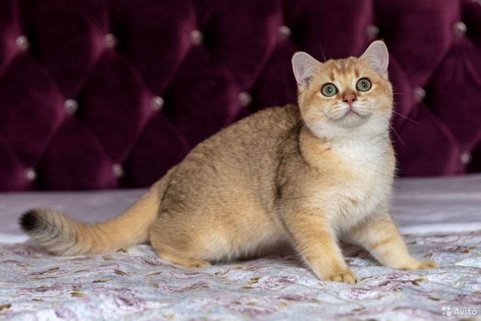 Длинношерстная NY 11 Британская