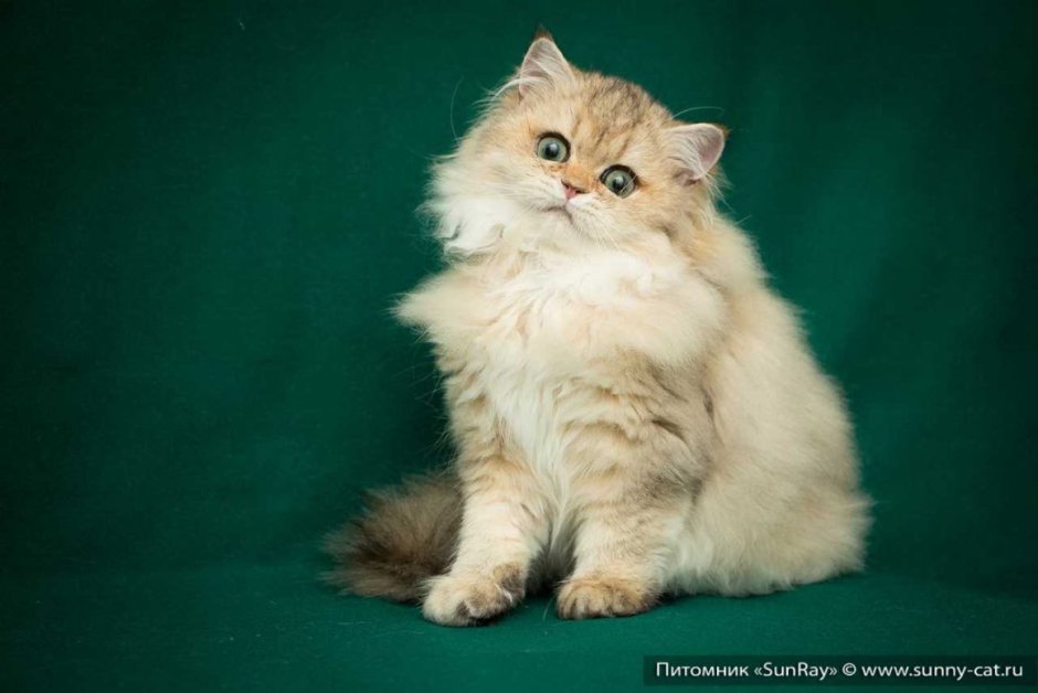 Британская Золотая затушеванная шиншилла