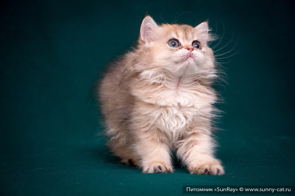 Длинношерстная NY 11 Британская